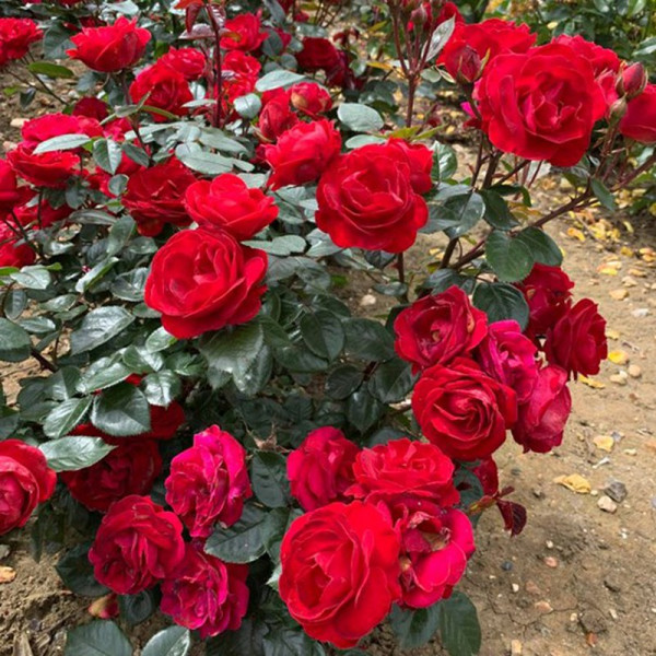Buy Rose Plant Precious Ruby Online - Garden Plants & Bushes