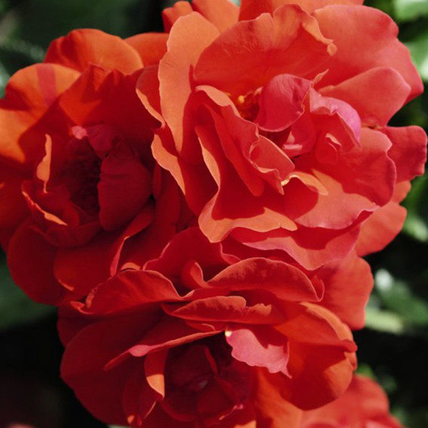 Buy Rose plant Precious Love Online - Garden Plants & Bushes Buy Rose plant Precious Love Online - Garden Plants & Bushes