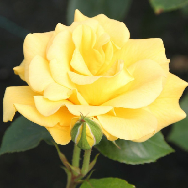 Buy Rose Plant Precious Gold Online - Garden Plants & Bushes