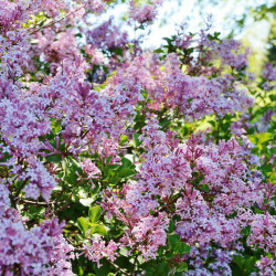 Lilac (syringa) Bloomerang Pink Perfume