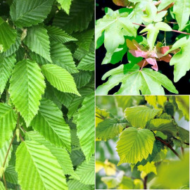 Wildlife Mixed Hedging