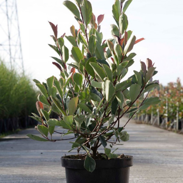 Buy Photinia fraseri Plant LOUISE Online - Green plants & flowering plants