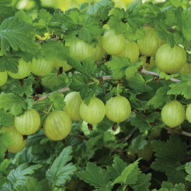 Gooseberry (ribes Uva Crispa) Invicta