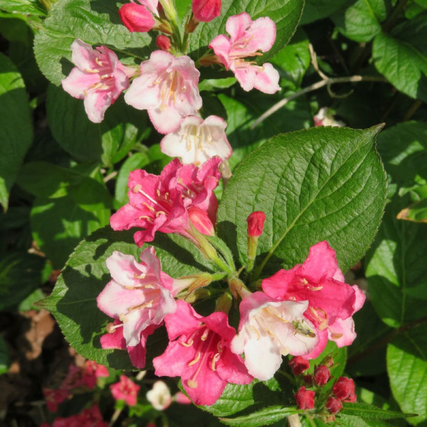 Buy Weigela Carnaval Online - Green plants & flowering plants