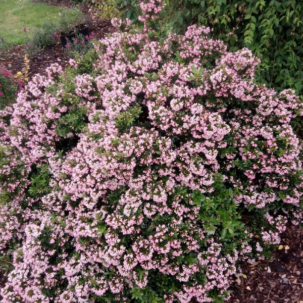 Buy Escallonia Showstopper Online - Green plants & flowering plants