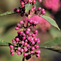 Callicarpa Bodinieri Profusion
