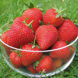 Strawberry Vibrant Misted Tip