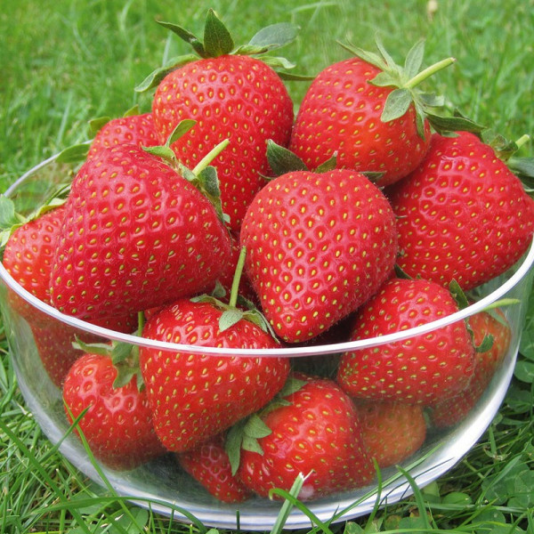 Buy Strawberry Vibrant Misted Tip Online - Fruit Trees & Bushes Buy Strawberry Vibrant Misted Tip Online - Fruit Trees & Bushes