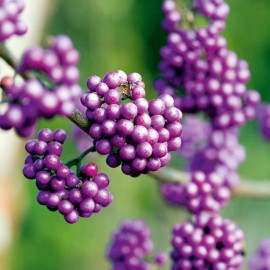 Callicarpa Bod. Plant Profusion