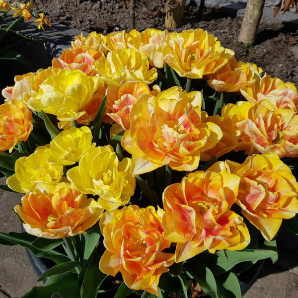 Buy Tulip Bulbs Foxy Foxtrot Online - Green plants & flowering plants