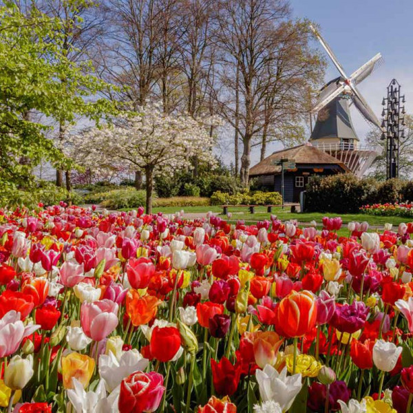 Buy Tulip Bulbs Delightfully Dutch Tulip Mix Online - Green plants & flowering plants