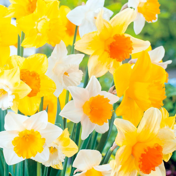 Buy Daffodil Bulbs Large Cup Mix Online - Garden Plants & Bushes