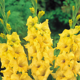 Gladioli Corms Nova Lux