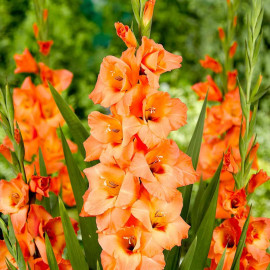 Gladioli Corms Peter Pears