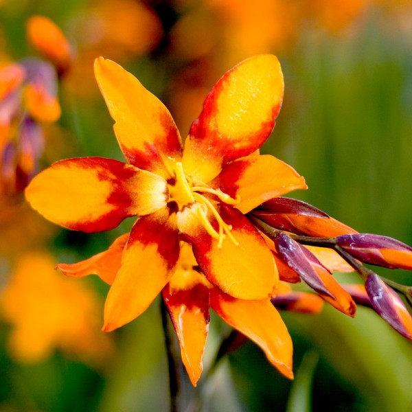 Buy Crocosmia Bulbs Emily Mackenzie Online - Green plants & flowering plants Buy Crocosmia Bulbs Emily Mackenzie Online - Green plants & flowering plants