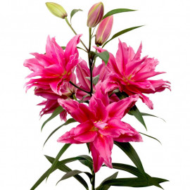 Roselily Bulbs Leona