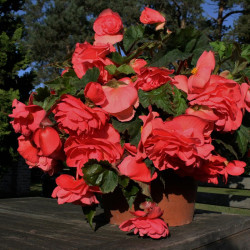 Begonia Tubers Scented Pink