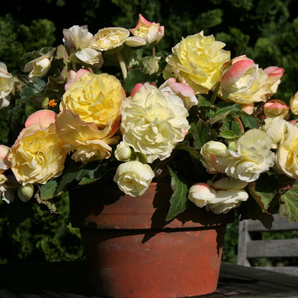 Buy Begonia Tubers Scented Pale Yellow Online - Green plants & flowering plants