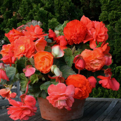 Begonia Tubers Scented Orange