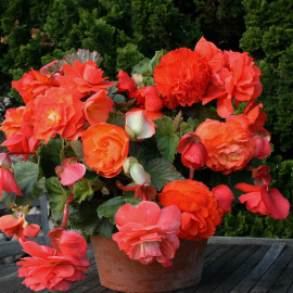 Begonia Tubers Scented Orange