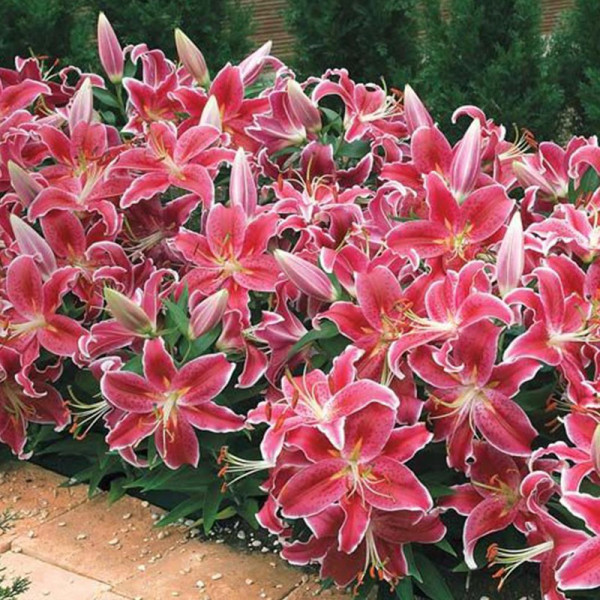 Buy Lily Bulbs Dazzler Online - Green plants & flowering plants Buy Lily Bulbs Dazzler Online - Green plants & flowering plants