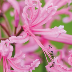 Nerine Bowdenii Bulbs Pink