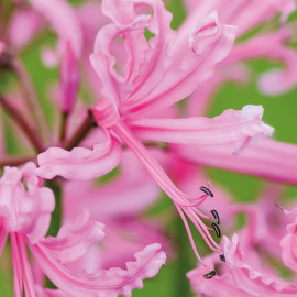 Nerine Bowdenii Bulbs Pink