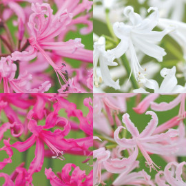 Nerine Bowdenii Bulbs Collections
