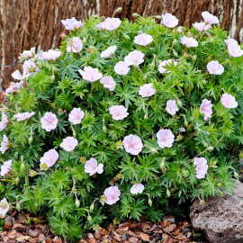 Geranium Sanguineum Var. Plant Striatum