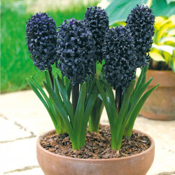 Hyacinth Bulb Midnight Mystic
