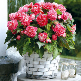 Begonia Bulbs Camelia