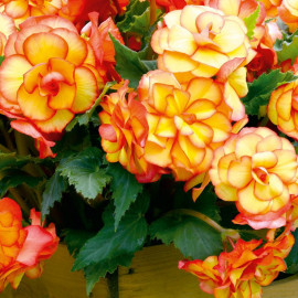 Begonia Bulbs Cascading Fireball