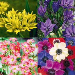 Crazy Colour Collection 100 Bulbs