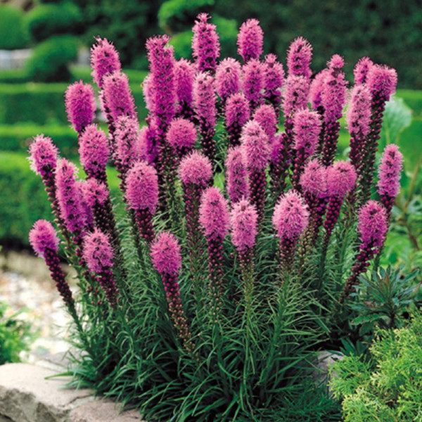 Buy Liatris Spicata Online - Garden Plants & Bushes