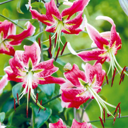 Lily Bulbs Black Beauty