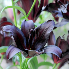 Lily Bulbs Black Jewel