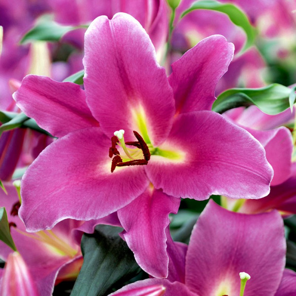 Buy Lily Bulbs Blue Wonder Online - Green plants & flowering plants Buy Lily Bulbs Blue Wonder Online - Green plants & flowering plants