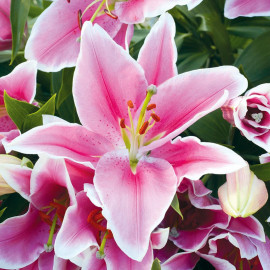 Lily Bulbs Defender Pink