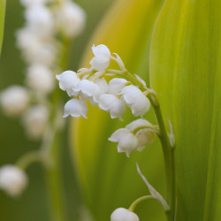 Lily of the Valley Convallaria Majalis