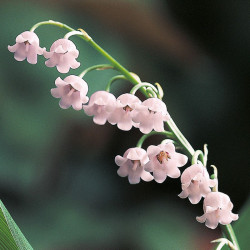 Lily of the Valley
