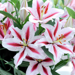 Lily Bulbs Oriental Dizzy