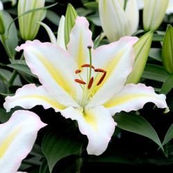 Lily Bulbs Primrose Hill