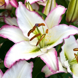 Lily Bulbs Purple Fountain