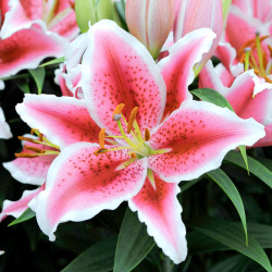 Lily Bulbs Tasman
