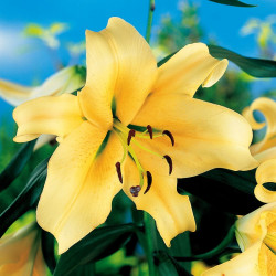 Lily Tree Honeymoon