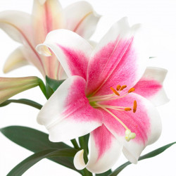 Lily Trumpet Tree (longiflorum)