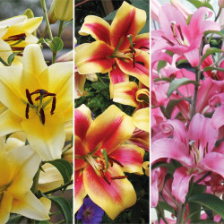 Tree Lily Bulbs 9 Bulb Collection