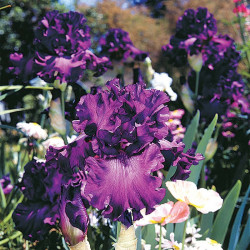 Iris Bare Root Cantina (re Blooming)
