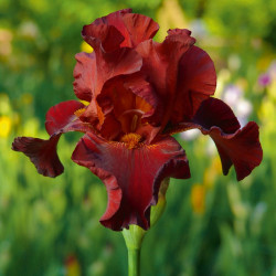 Iris Plant Pass the Wine (re Blooming)