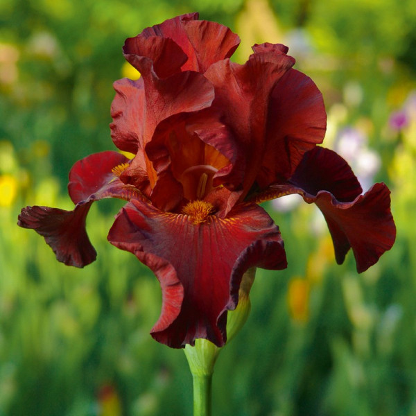 Buy Iris Plant Pass the Wine (Re Blooming) Online - Green plants & flowering plants